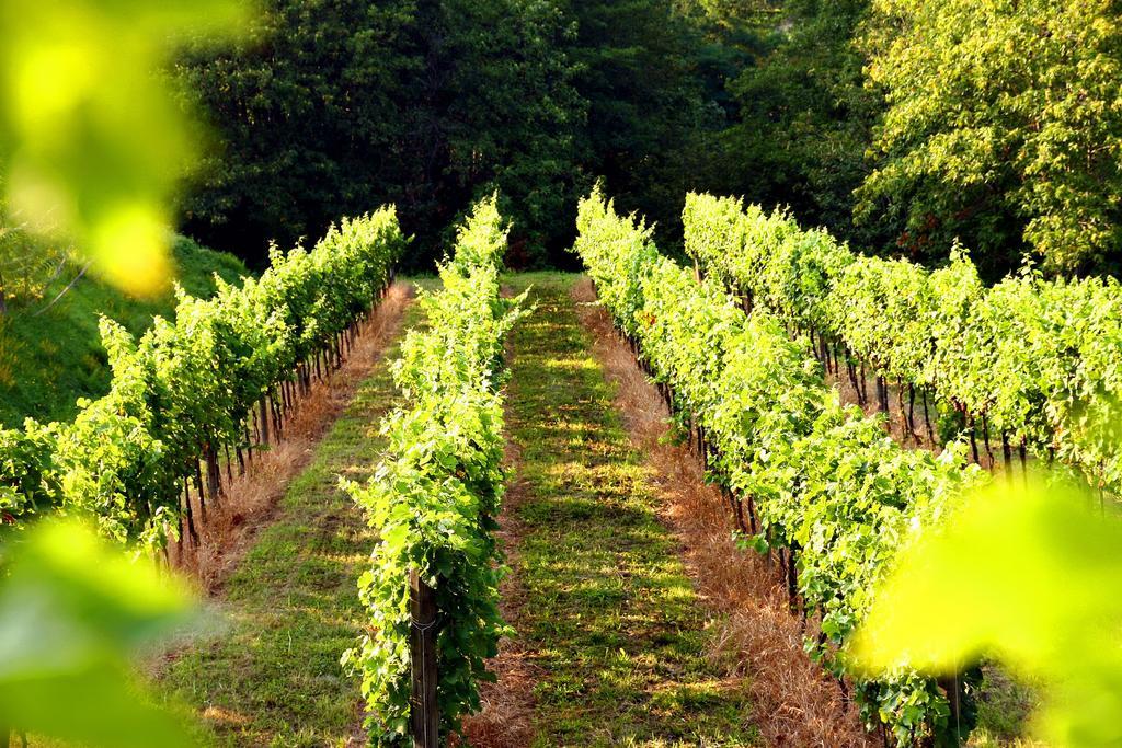 Palazzago Agriturismo Il Belvedere מראה חיצוני תמונה